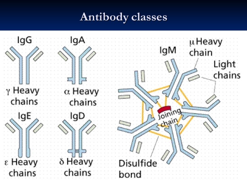 Antibody classes